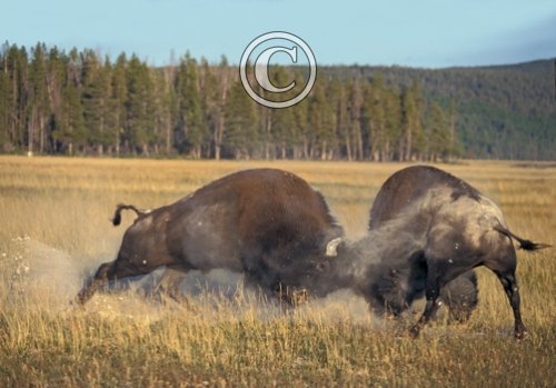 Bison Fighting DM0299